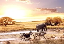 animals zebras elephants africa gazelle savanna 1920x1200 wallpaper Art HD Wallpaper